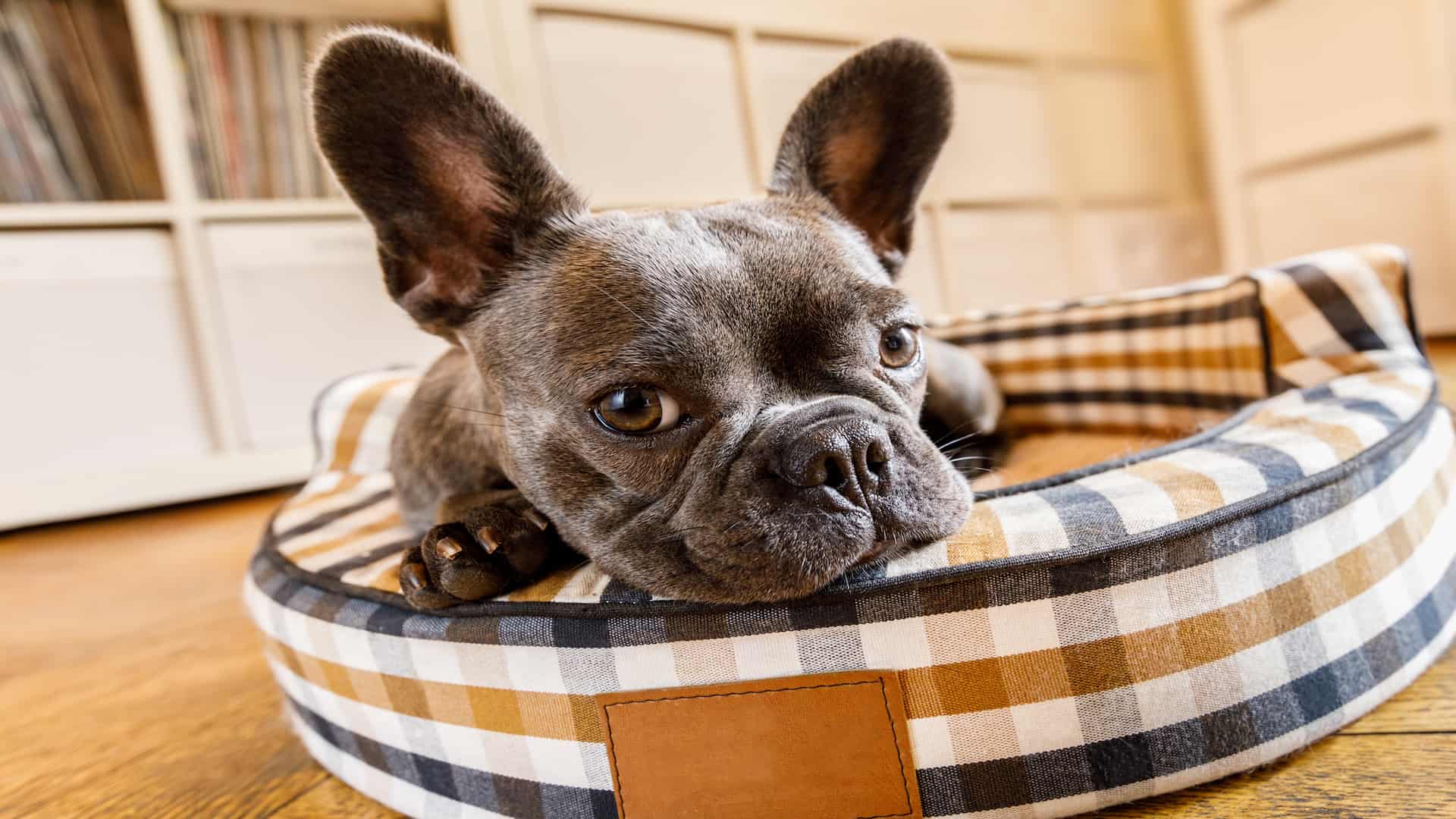 How To Decide With The Right Dog Bed