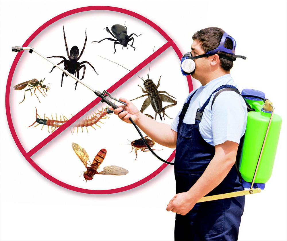 What are the benefits of taking service from Northampton pest control companies?