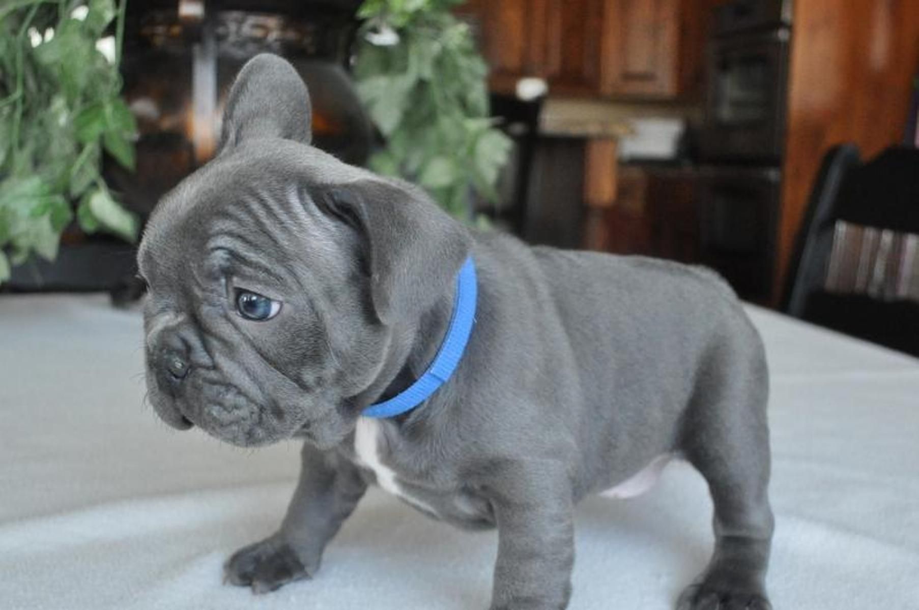 French bulldog Puppies: Things You Need To consider